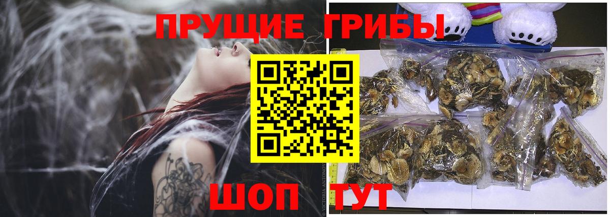 Псилоцибиновые грибы Psilocybine cubensis Котлас